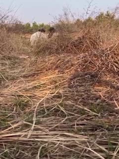 『绿帽男·淫妻野战』绿帽男带淫妻勾引